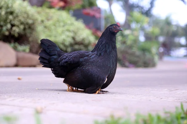 Korkak Kara Tavuk Bebekleriyle Tavuk Tavuk Ana Serbest Çiftlik Tavukları — Stok fotoğraf