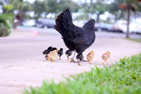 Pollo Pollo Negro Pollo Con Sus Bebés Madre Pollo Gallinas —  Fotos de Stock