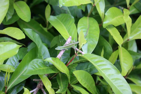 Американская Зеленая Ящерица Помады Anolis Carollissis Американский Хамелеон Зеленая Помадка — стоковое фото