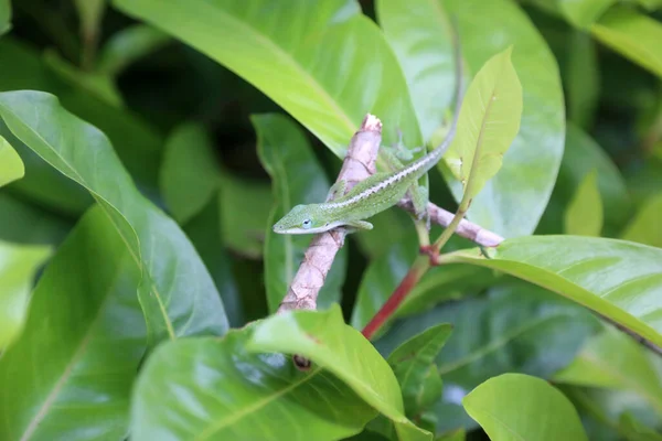 Αμερικάνικη Πράσινη Σαύρα Anole Anolis Carolinensis Αμερικάνικος Χαμαιλέοντας Πράσινο Anole — Φωτογραφία Αρχείου