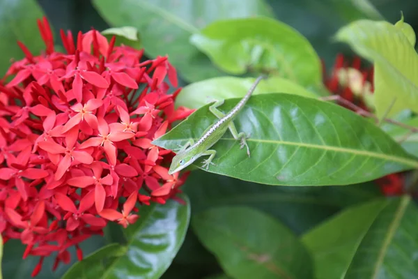 Αμερικάνικη Πράσινη Σαύρα Anole Anolis Carolinensis Αμερικάνικος Χαμαιλέοντας Πράσινο Anole — Φωτογραφία Αρχείου