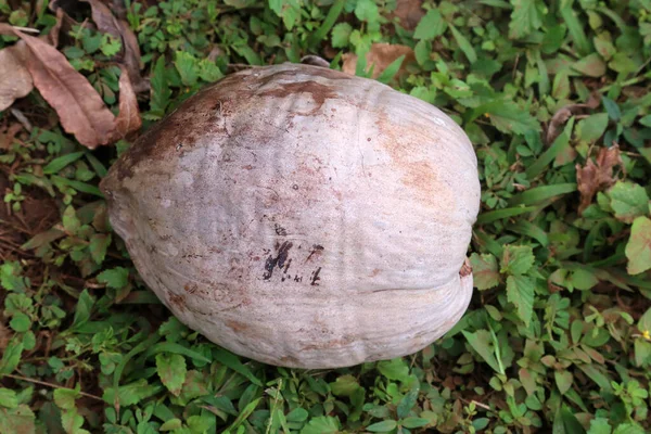 Kokosnuss Kokosnüsse Wachsen Auf Einem Kokosnussbaum Frische Kokosnüsse Kokospalme Kokospalmen — Stockfoto