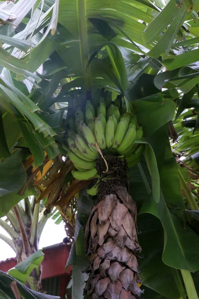 Banaan Bananenboom Bananenplant Bananenbloem Bananenboom Wilde Bananenboom Met Groene Bananen — Stockfoto