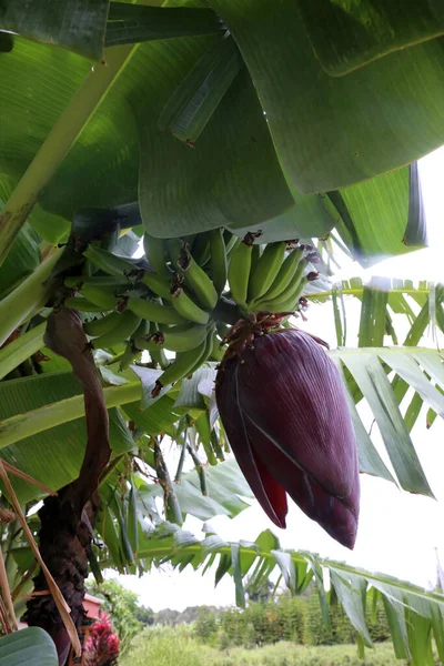 Banan Bananträd Bananplantan Bananblomma Bananträd Vilda Bananträd Med Gröna Bananer — Stockfoto