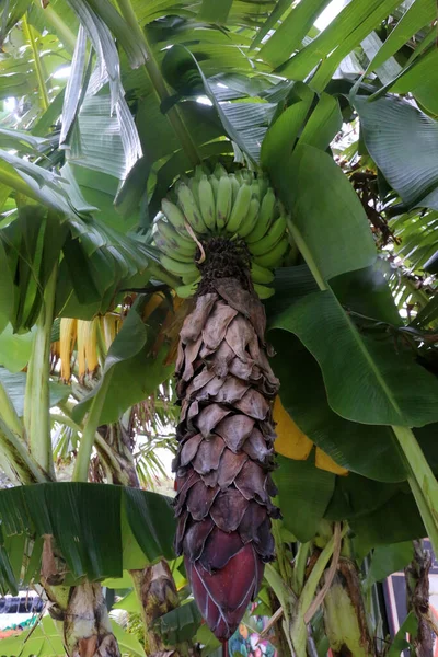 Banaan Bananenboom Bananenplant Bananenbloem Bananenboom Wilde Bananenboom Met Groene Bananen — Stockfoto