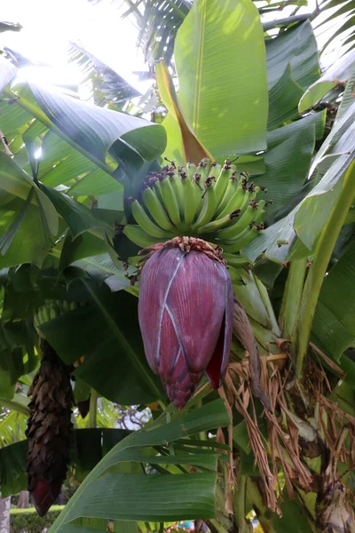 Banan Bananträd Bananplantan Bananblomma Bananträd Vilda Bananträd Med Gröna Bananer — Stockfoto