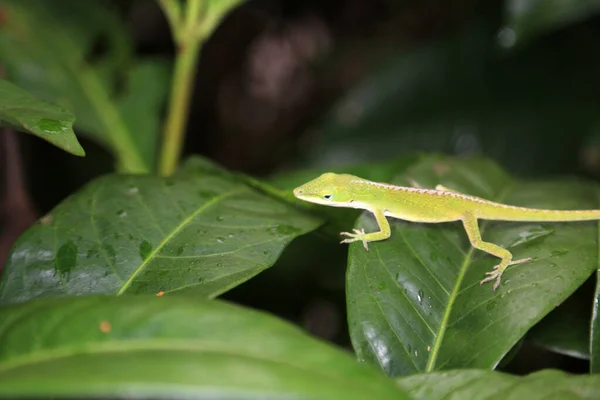 Anolis carolinensis Lizard.  Anolis carolinensis. Beautiful Green Alonlis Chameleon looks for bugs to eat on his favorite plant. Green Anole. Anolis carolinensis.