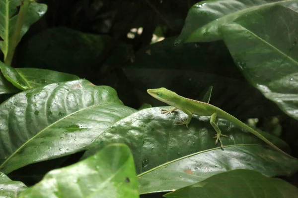 Anolis Carolinensis Lizard Anolis Carolinensis Frumosul Green Alonlis Chameleon Caută — Fotografie, imagine de stoc