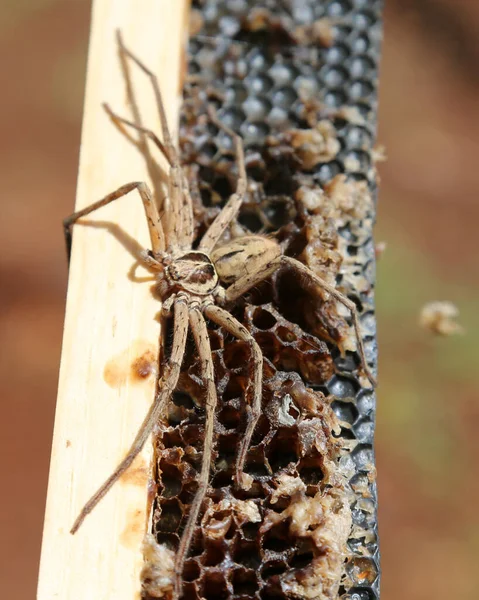 猎手蜘蛛 该隐蜘蛛 一只毛茸茸的大猎手蜘蛛Heteropoda Venatoria 猎手蜘蛛 夏威夷的蛛形纲动物近视一只8条腿的蜘蛛 其毛茸茸的身体上有尖牙和尖刺 — 图库照片