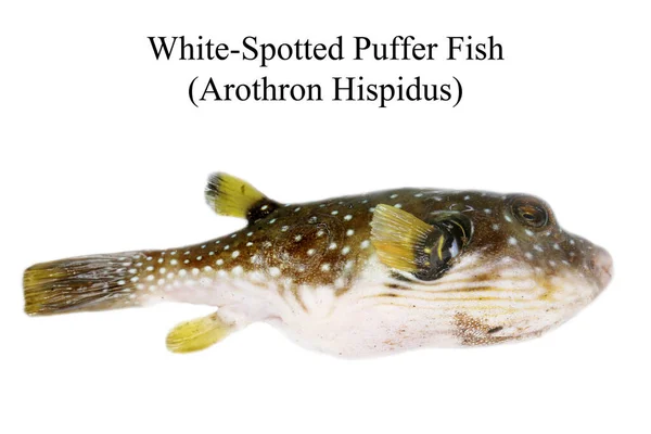 更纯洁的鱼白斑淡水鱼 Arothron Hispidus 毛伊夏威夷的死河豚被冲到了岸上 海洋生命 — 图库照片