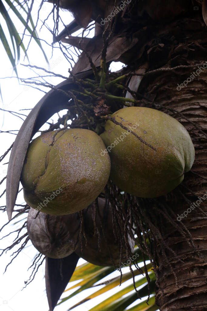 Coconut. Coconuts growing on a Coconut Tree. Fresh Coconuts. Coconut Palm Tree. coconut palm. palm tree. Wild Grown Coconuts. Cocos nucifera. The term COCONUT is derived from 16th-century Portuguese and Spanish coco, meaning head or skull. 