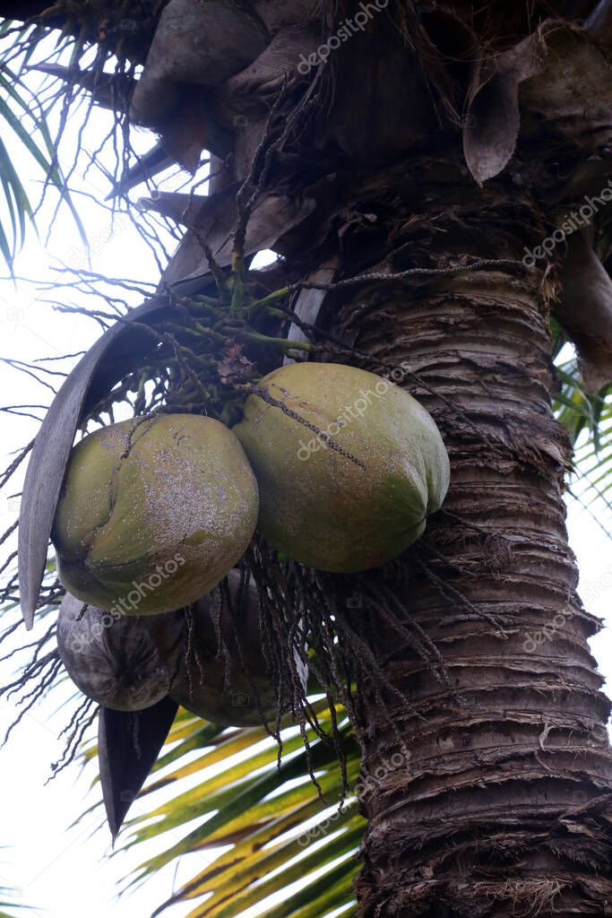 Coconut. Coconuts growing on a Coconut Tree. Fresh Coconuts. Coconut Palm Tree. coconut palm. palm tree. Wild Grown Coconuts. Cocos nucifera. The term COCONUT is derived from 16th-century Portuguese and Spanish coco, meaning head or skull. 