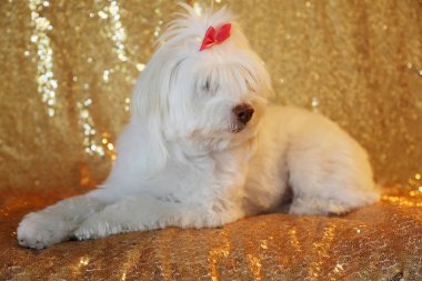 Güzel bir Beyaz Kaniş Karışık köpeği moda çekimi için arka planda Gold Sequin 'in karşısında oturur. Güzel bir Malta köpeği altın renkli bir arkaplanın önünde oturuyor.. 