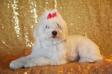 Güzel bir Beyaz Kaniş Karışık köpeği moda çekimi için arka planda Gold Sequin 'in karşısında oturur. Güzel bir Malta köpeği altın renkli bir arkaplanın önünde oturuyor.. 