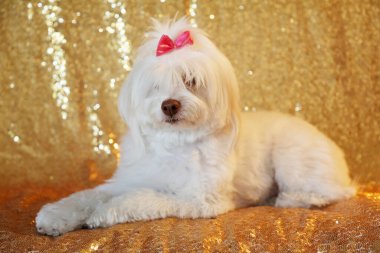 Güzel bir Beyaz Kaniş Karışık köpeği moda çekimi için arka planda Gold Sequin 'in karşısında oturur. Güzel bir Malta köpeği altın renkli bir arkaplanın önünde oturuyor.. 