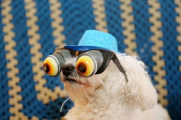 Googly Eyes. A cute dog wearing Googly Eyes Sunglasses. A Havanese dog wears googly eye glasses as a gag or Halloween costume. Havanese Dog wearing googly eyes novelty sunglasses.