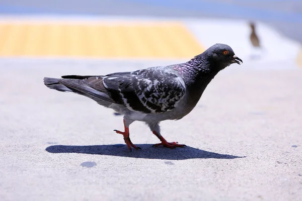 Tauben Spatzen Vögel Tauben Und Spatzen Fressen Brot Das Ihnen — Stockfoto