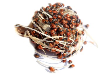 Bayan Böcek. Beyaz arka planda bir sürü uğur böceği var. Ekin haşerelerini yok eden doğal böcek ilacı. Uğur böceklerine yakın çekim. Bayan Bug. Coccinellidae. Siyah benekli güzel kırmızı, Lady Bugs. Siyah gözlü uğur böceği. Böcekler ve böcekler. 