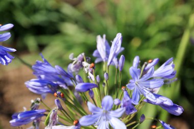 Bayan Böcek. Beyaz arka planda bir sürü uğur böceği var. Ekin haşerelerini yok eden doğal böcek ilacı. Uğur böceklerine yakın çekim. Bayan Bug. Coccinellidae. Siyah benekli güzel kırmızı, Lady Bugs. Siyah gözlü uğur böceği. Böcekler ve böcekler. 