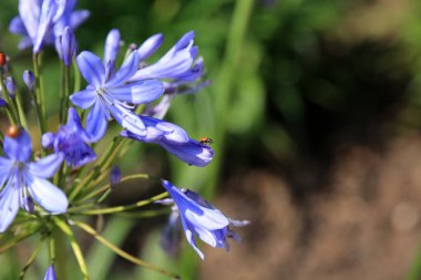 Bayan Böcek. Beyaz arka planda bir sürü uğur böceği var. Ekin haşerelerini yok eden doğal böcek ilacı. Uğur böceklerine yakın çekim. Bayan Bug. Coccinellidae. Siyah benekli güzel kırmızı, Lady Bugs. Siyah gözlü uğur böceği. Böcekler ve böcekler. 