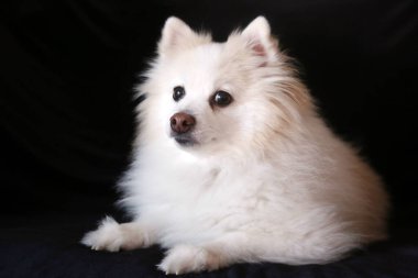 Pomeranian. Pomeranya Köpek Portresi. Siyah üzerine izole edilmiş. Siyah kadifede Pomeranya köpeği. Mesajın için yer aç. Mutlu yüzlü güzel Pomeranya köpeği. Pomeranya Spitz 'i. Pom dog. Sevimli hayvanlar.. 