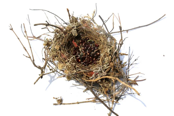 Bird Nest Northern Mocking Bird Nest Ninho Pássaro Mocking Norte — Fotografia de Stock