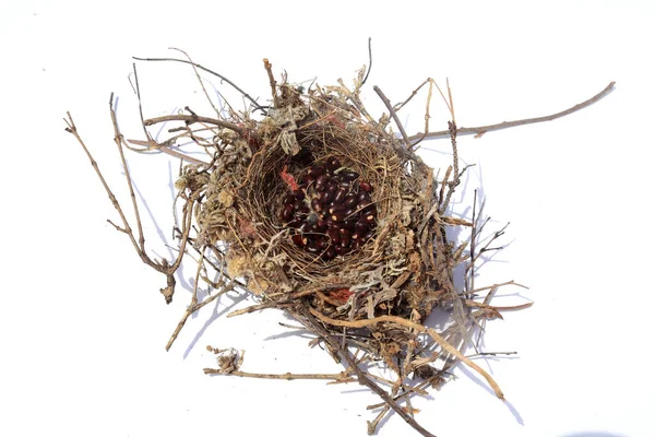 Пташине Гніздо North Mocking Bird Nest Гнізда Північного Птаха Mocking — стокове фото