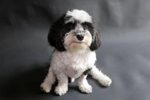 Havanese Dog Black White Havanese Dog Sits Smiles His Photo — Stock Photo, Image