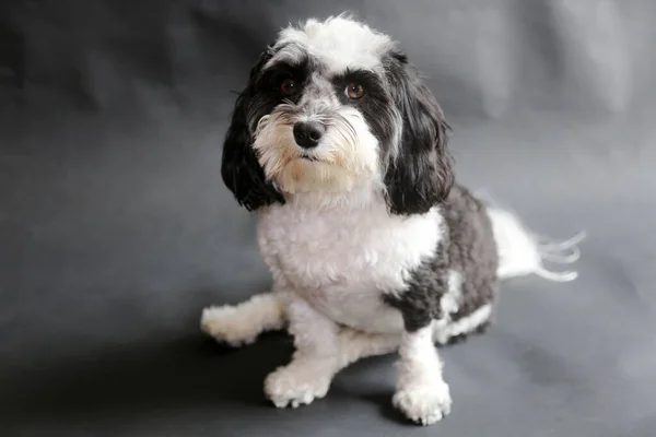 Havanese Dog Black White Havanese Dog Sits Smiles His Photo — Stock Photo, Image