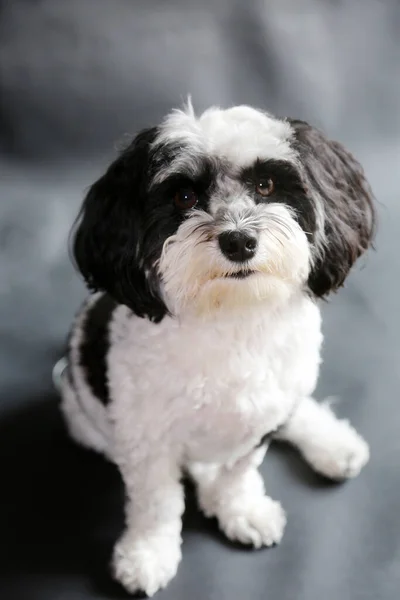 Havanese Dog Black White Havanese Dog Sits Smiles His Photo — Stock Photo, Image