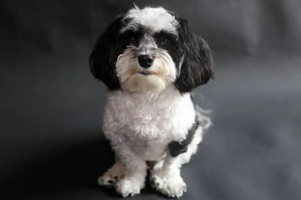 Havanese Dog Black White Havanese Dog Sits Smiles His Photo — Stock Photo, Image