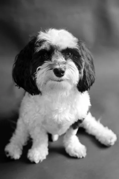 Havanese Dog Perro Havanés Blanco Negro Sienta Sonríe Para Que — Foto de Stock