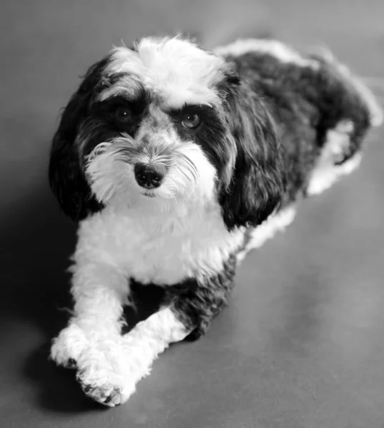 Havanese Dog Black White Havanese Dog Sits Smiles His Photo — Stock Photo, Image