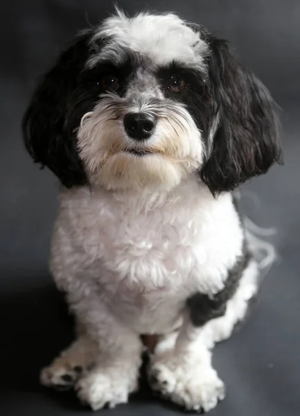 Havanese Dog Black White Havanese Dog Sits Smiles His Photo — Stock Photo, Image