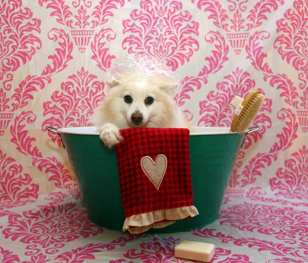 Perro Baño Para Perros Perro Tomando Baño Cachorro Consiguiendo Baño — Foto de Stock