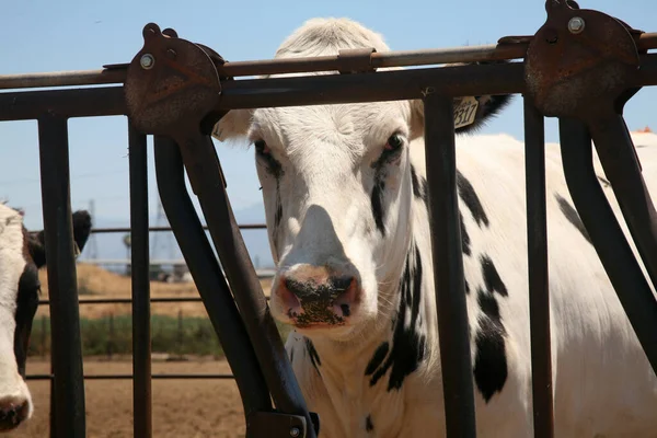 Vaca Vaca Lechera Vacas Jersey Vaca Joven Blanca Negra Día —  Fotos de Stock