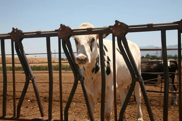 Vaca Vaca Leiteira Vacas Jersey Vaca Jovem Preta Branca Dia — Fotografia de Stock