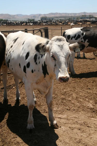 Mucca Vacca Latte Mucche Del Jersey Giovane Mucca Bianco Nero — Foto Stock