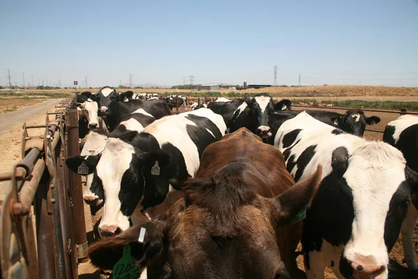 Cow. Dairy cow. Jersey cows. black and white young cow. spring day. milk farm. cattle. the cow is grazing. close-up. dairy farm in countryside. Black and white cows eating hay in the stable. milking at barn stalls. Livestock and agriculture concept.