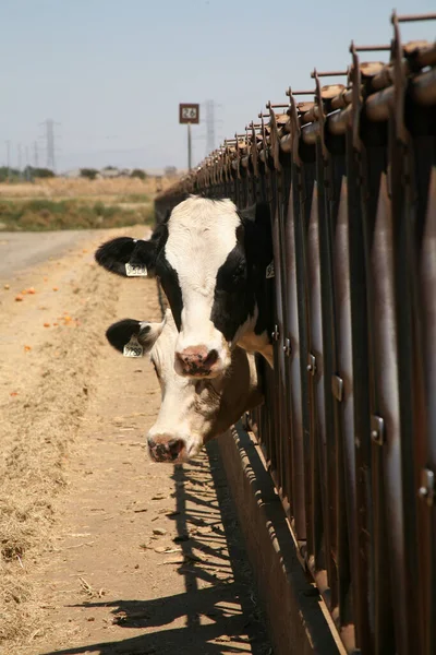 Cow. Dairy cow. Jersey cows. black and white young cow. spring day. milk farm. cattle. the cow is grazing. close-up. dairy farm in countryside. Black and white cows eating hay in the stable. milking at barn stalls. Livestock and agriculture concept.