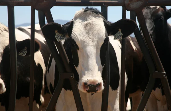 Cow. Dairy cow. Jersey cows. black and white young cow. spring day. milk farm. cattle. the cow is grazing. close-up. dairy farm in countryside. Black and white cows eating hay in the stable. milking at barn stalls. Livestock and agriculture concept.