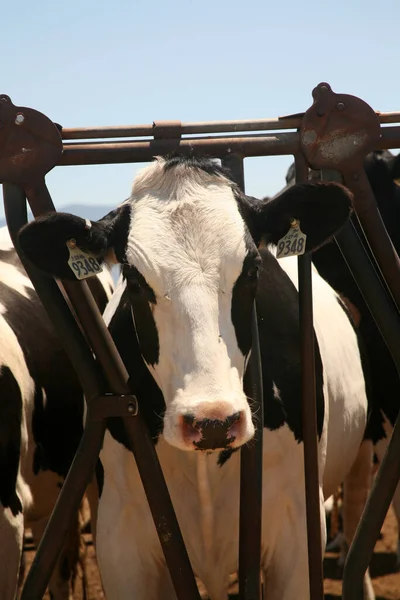 Cow. Dairy cow. Jersey cows. black and white young cow. spring day. milk farm. cattle. the cow is grazing. close-up. dairy farm in countryside. Black and white cows eating hay in the stable. milking at barn stalls. Livestock and agriculture concept.