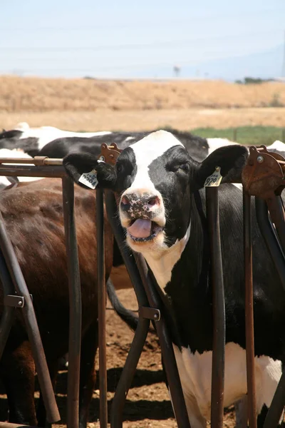 Cow. Dairy cow. Jersey cows. black and white young cow. spring day. milk farm. cattle. the cow is grazing. close-up. dairy farm in countryside. Black and white cows eating hay in the stable. milking at barn stalls. Livestock and agriculture concept.