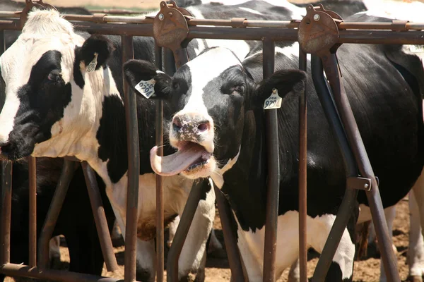 Cow. Dairy cow. Jersey cows. black and white young cow. spring day. milk farm. cattle. the cow is grazing. close-up. dairy farm in countryside. Black and white cows eating hay in the stable. milking at barn stalls. Livestock and agriculture concept.