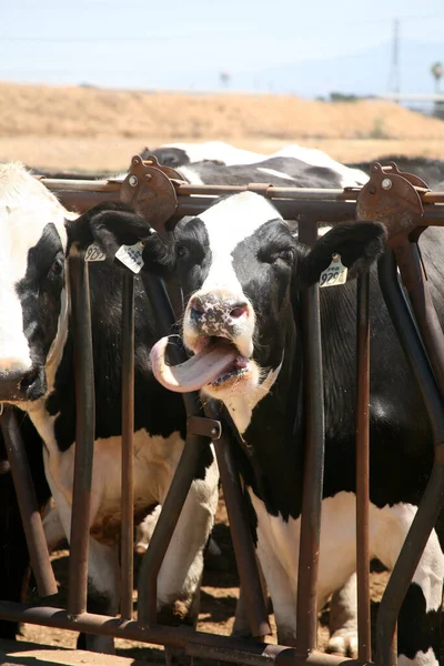 Mucca Vacca Latte Mucche Del Jersey Giovane Mucca Bianco Nero — Foto Stock