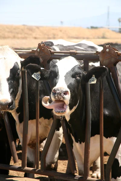 젖소입니다 뉴저지 젖소들 흑백의 소입니다 소입니다 있습니다 클로즈업 시골에 낙농장 — 스톡 사진