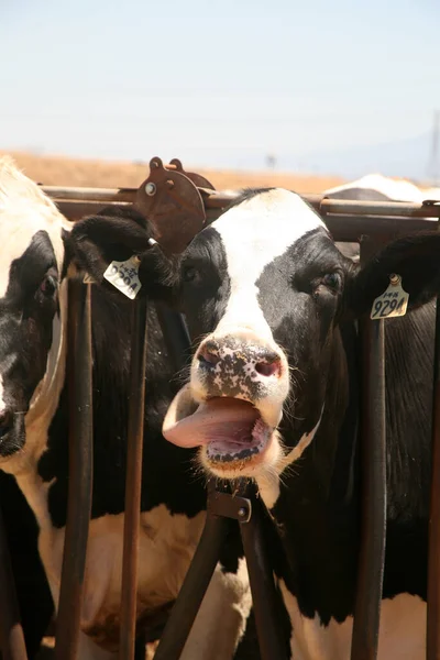 Cow. Dairy cow. Jersey cows. black and white young cow. spring day. milk farm. cattle. the cow is grazing. close-up. dairy farm in countryside. Black and white cows eating hay in the stable. milking at barn stalls. Livestock and agriculture concept.