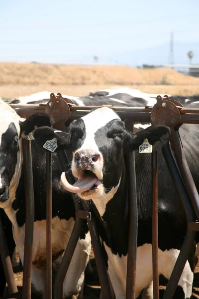 泽西奶牛黑白相间的母牛 春天的一天奶牛场牛 奶牛在吃草 农村的奶牛场 黑白母牛在马厩里吃干草 在谷仓摊位挤奶 畜牧业和农业概念 — 图库照片