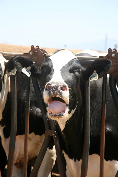 泽西奶牛黑白相间的母牛 春天的一天奶牛场牛 奶牛在吃草 农村的奶牛场 黑白母牛在马厩里吃干草 在谷仓摊位挤奶 畜牧业和农业概念 — 图库照片