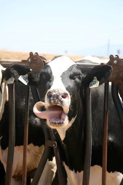 Cow. Dairy cow. Jersey cows. black and white young cow. spring day. milk farm. cattle. the cow is grazing. close-up. dairy farm in countryside. Black and white cows eating hay in the stable. milking at barn stalls. Livestock and agriculture concept.